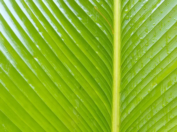 Zelené palmové listy — Stock fotografie