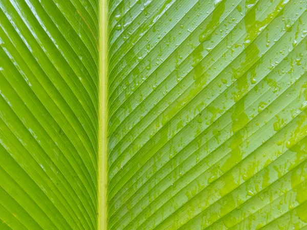 Hojas de palma verde —  Fotos de Stock
