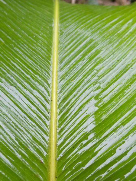 Foglie di palma verde — Foto Stock