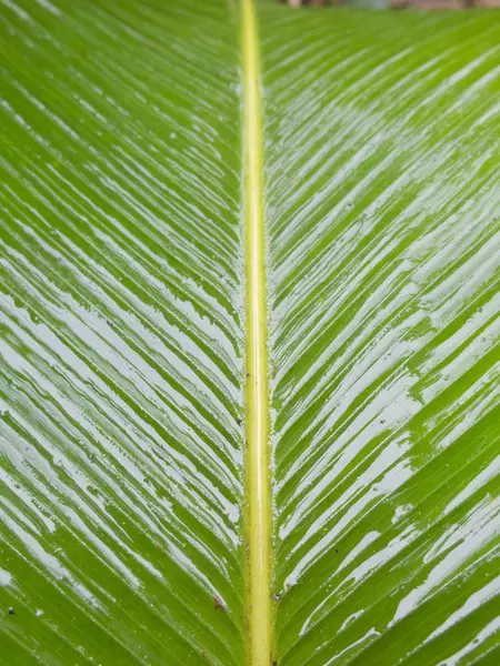 Foglie di palma verde — Foto Stock