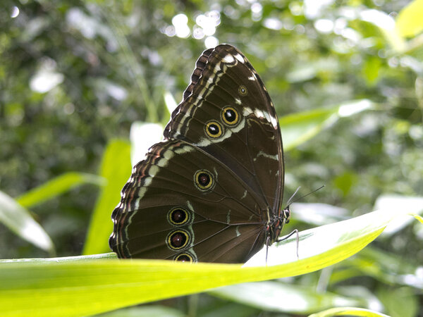 Owl butterfly, Caligo sp., in Amazon rainforest.