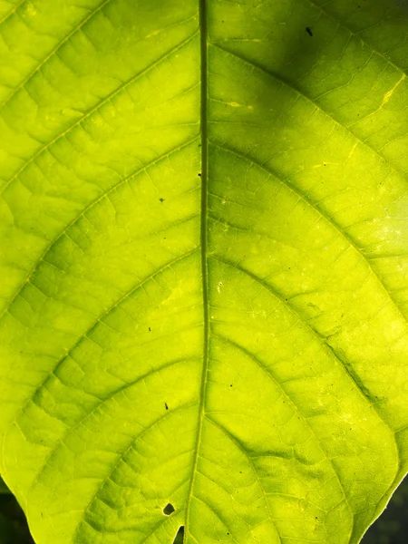 Foglia verde — Foto Stock