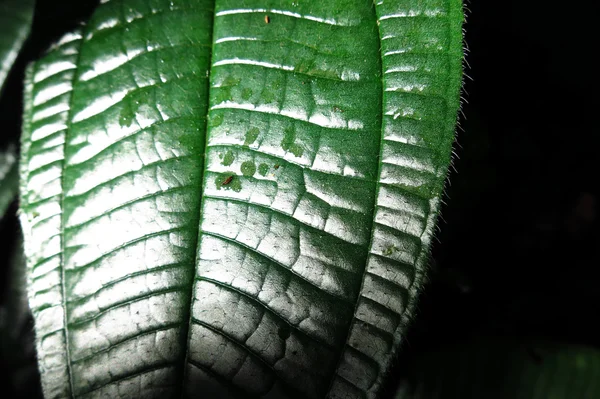 Hoja verde —  Fotos de Stock