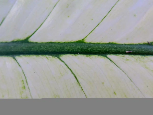 Weißer Blatt Hintergrund. — Stockfoto