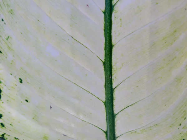 Fondo de hoja blanca . — Foto de Stock