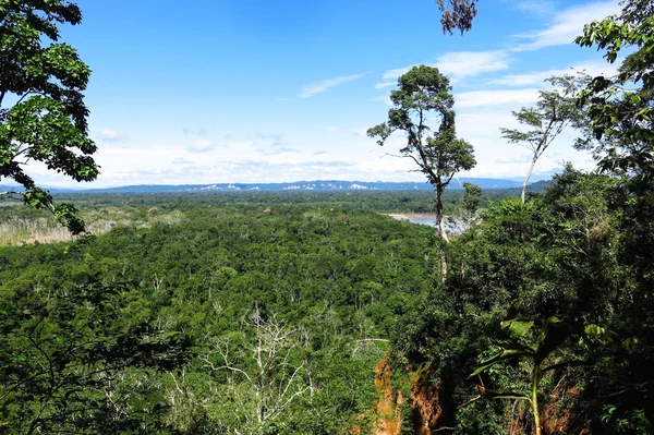 Amazonenwald — Stockfoto