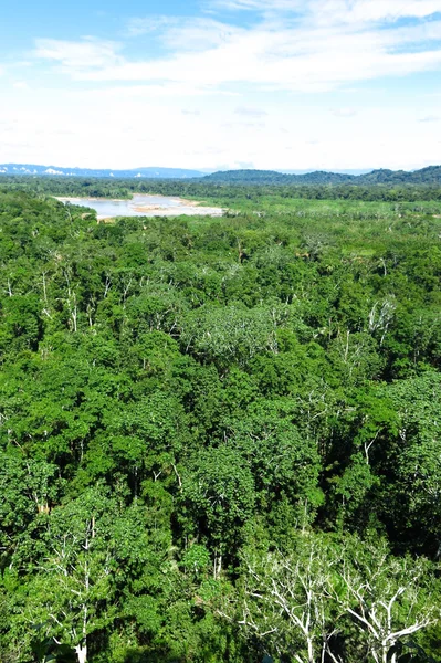 Forêt amazonienne — Photo