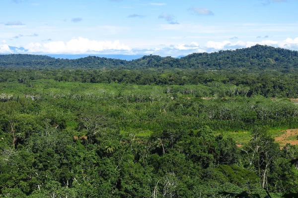 Amazon forest — Stock Photo, Image