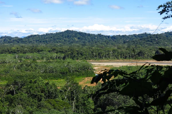 Amazon forest — Stock Photo, Image