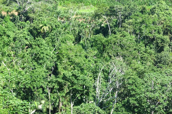 Forêt amazonienne — Photo