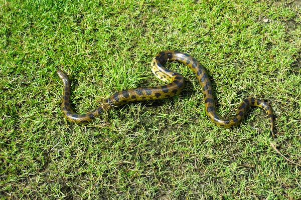 Anaconda verde (Eunectes murinus ) — Fotografia de Stock