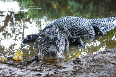 Yacuma Milli Parkı, Bolivya, siyah Caiman