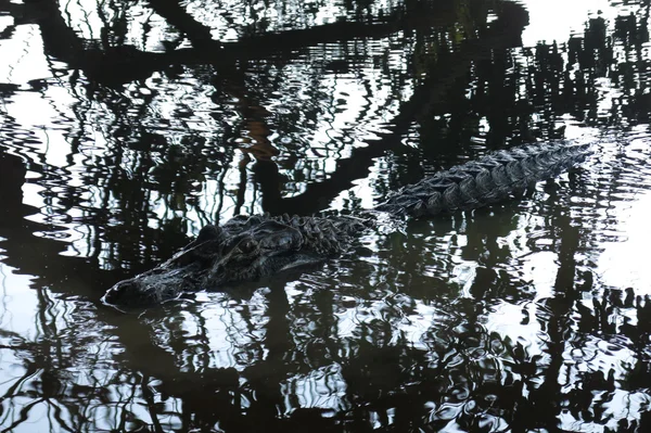 Schwarzalligator im Fluss Yacuma versteckt — Stockfoto