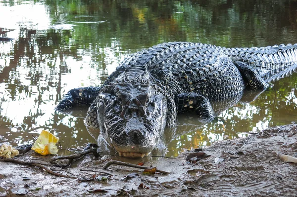 Caimão Negro no Parque Nacional de Yacuma, Bolívia — Fotografia de Stock