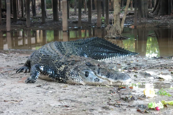 Caiman (Caimaninae) στο εθνικό πάρκο Madidi, Βολιβία — Φωτογραφία Αρχείου