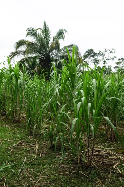 Cukrová třtina pole poblíž sugar mill — Stock fotografie