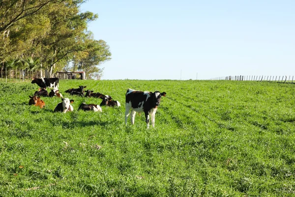 Rinder auf der Koppel, — Stockfoto