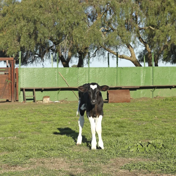 Couro de bezerro pequeno preto e branco em uma fazenda — Fotografia de Stock