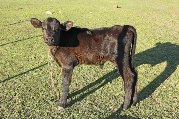 Small brown leather calf on a farm — Stock Photo, Image