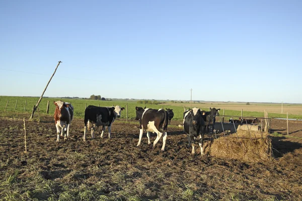 Industria delle carni bovine nelle zone rurali dell'America latina . — Foto Stock