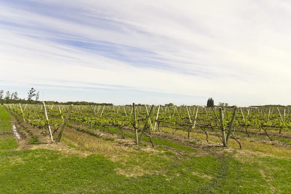 Uruguayischen Weinbergen. carmelo. uruguay — Stockfoto