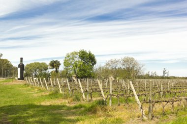 şarap walk, uruguay