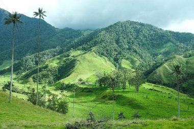 Cocora valley. Colombia clipart