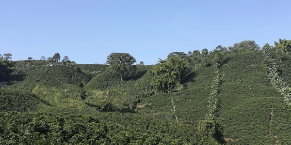 Káva krajina, Kolumbie. — Stock fotografie