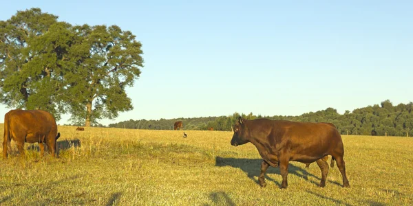 Cows grazing in Chile — Stock Photo, Image