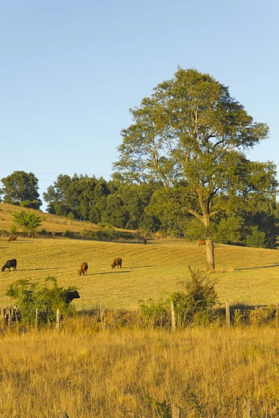 Cows grazing in Chile — Stock Photo, Image