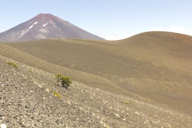 Lonquimay and tolhuaca volcano, Chile clipart