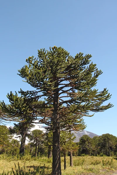 Araucaria, Şili'nin sembolü — Stok fotoğraf