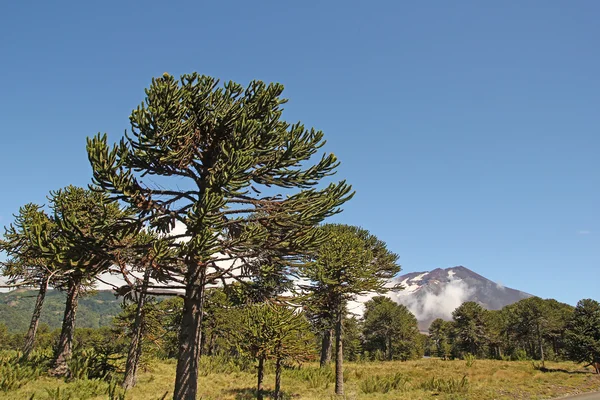 Araucaria, symbol för chile — Stockfoto