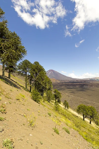 Araucarias en Coquimbo, le Chili — Photo