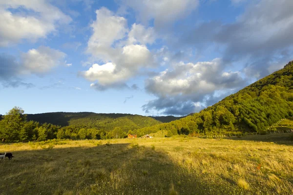 Conguillio park, Şili — Stok fotoğraf