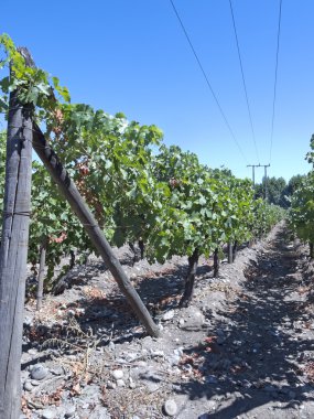 Şili'deki şarap sanayi