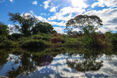 Yacuma Nehri. Bolivya orman.