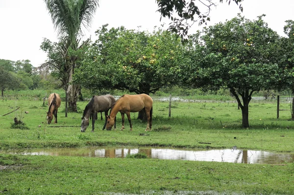 Cavalli in campo — Foto Stock