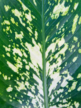 soyut yeşil yaprak dokusu