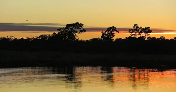 Salida del sol en la selva. — Foto de Stock