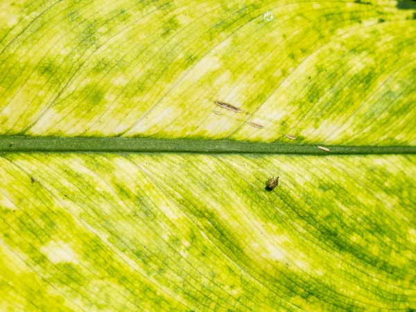 Abstract green leaf texture — Stock Photo, Image