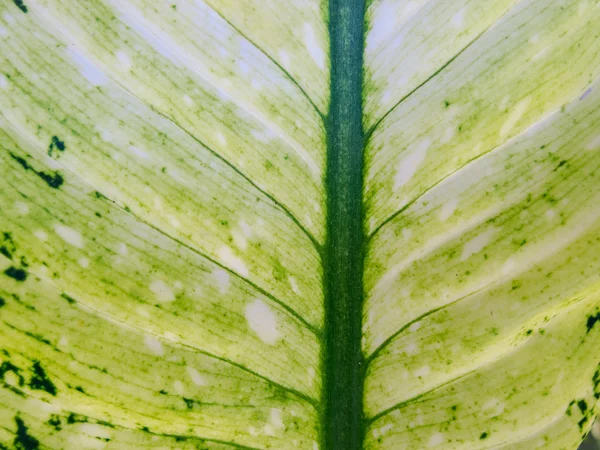 Abstrakt grön bladstruktur — Stockfoto