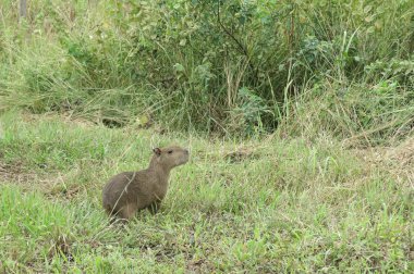 Capibara. Madidi Park. Bolivya