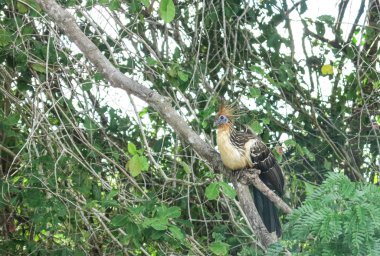 Tepeli kuş Madidi Park.