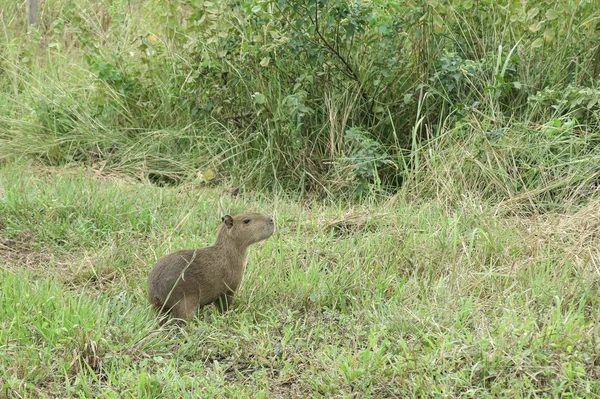 Kapybara. Madidi Park. Bolivia — Stockfoto