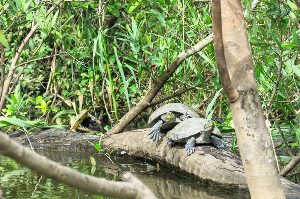 Tartarugas no rio Yacuma — Fotografia de Stock