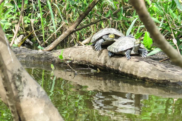 Schildkröten im Yacuma-Fluss — Stockfoto