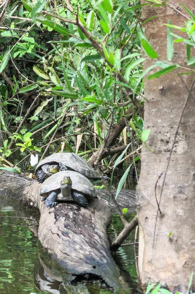 Черепахи в реке Якума — стоковое фото