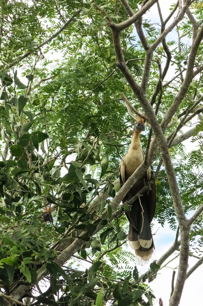 Hoatzin Bird in Madidi Park.