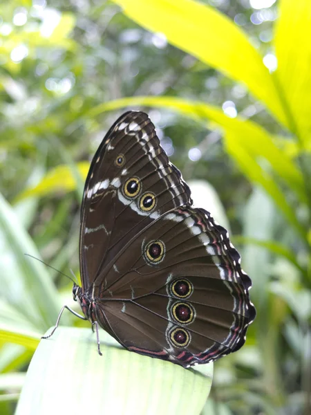 猫头鹰蝴蝶，caligo sp.），在亚马逊雨林. — 图库照片